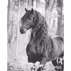 One Color Dot Painting Ståtlig Häst 40x50