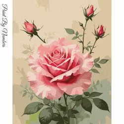 Paint By Numbers Rosa Rosor 40x50