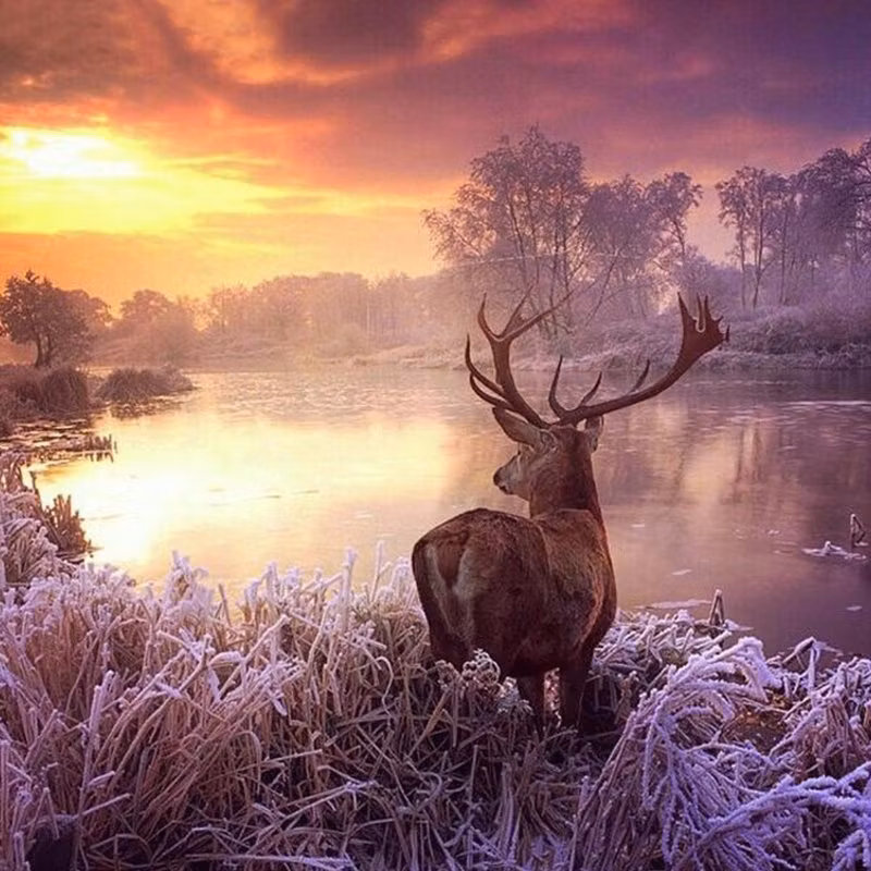 Diamanttavla Wapiti 50x50