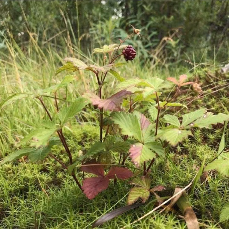Arctic Raspberry - Perfume extract.  Perfume oil