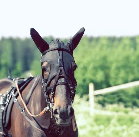 Finntack Pro tävlingshuva i syntet med öron