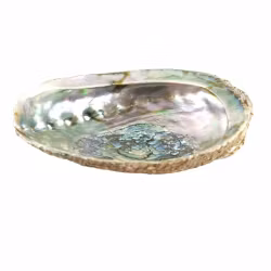 Abalone shell
