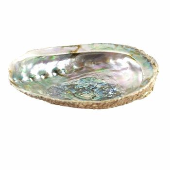 Abalone shell