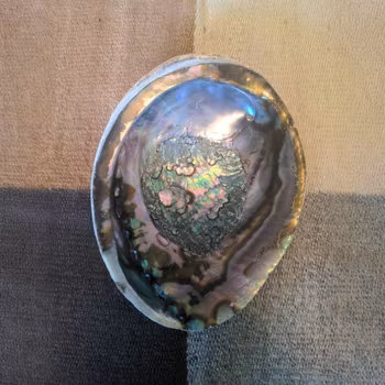 Abalone shell