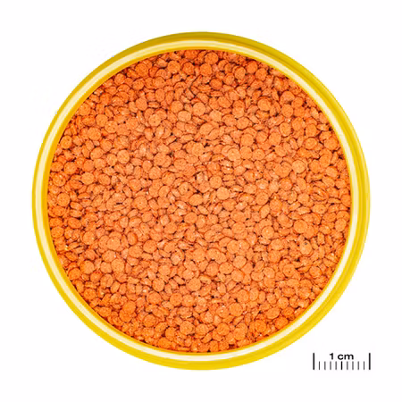 JBL Pronovo Bits Grano Medium 5500ml