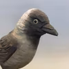 Träfågel: Kaja