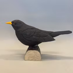 Träfågel: Koltrast