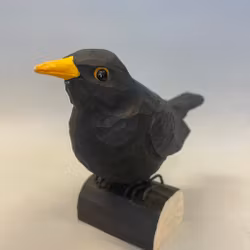Träfågel: Koltrast