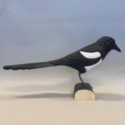 Träfågel: Skata