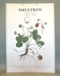 Skolplansch: Smultron