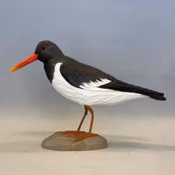 Träfågel: Strandskata