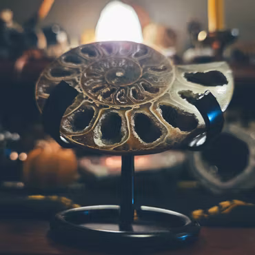 Kristalliserad Ammonit På Ställning