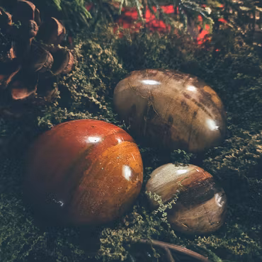 Förstenat Trä Handsten