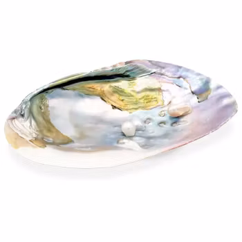 Muslingeskal til Smudge