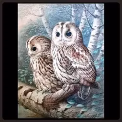 Ugglor 12, 50x50 cm