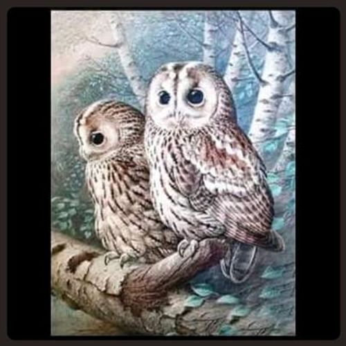 Ugglor 12, 50x50 cm