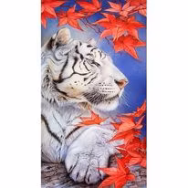 Vit Tiger, 40x70 cm