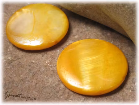 Gula stora blanka coins snäckskal ca 25 mm