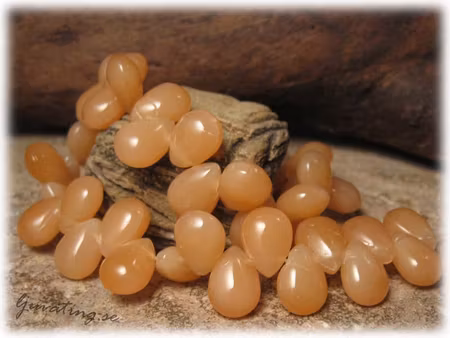 Orange opak droppe glaspärla 10-pack ca 11x8 mm