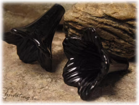 Svart stor trumpetblomma ca 23x22 mm