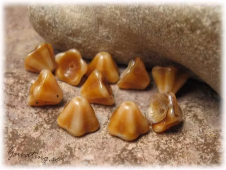 Ljus tigeröga blomma änglakjol 10-pack ca 8x6 mm