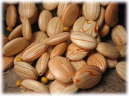 Flat oval träpärla ljus med röda inslag 28x20 mm