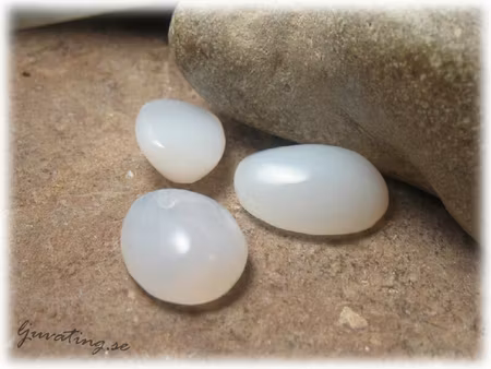 Cabouchon vit opal utan hål ca 20x14 mm