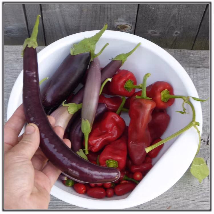 Fröer till Tapas-chili