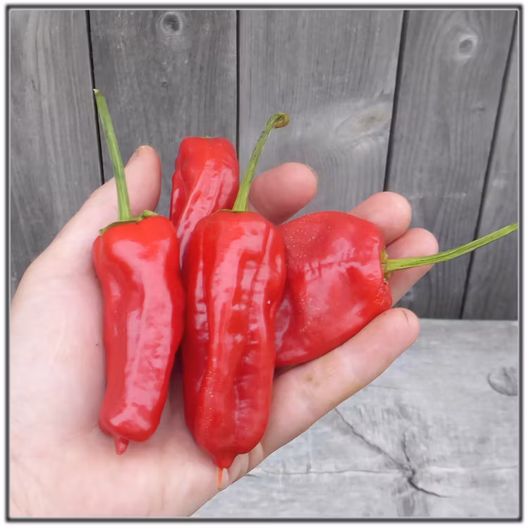 Fröer till Tapas-chili