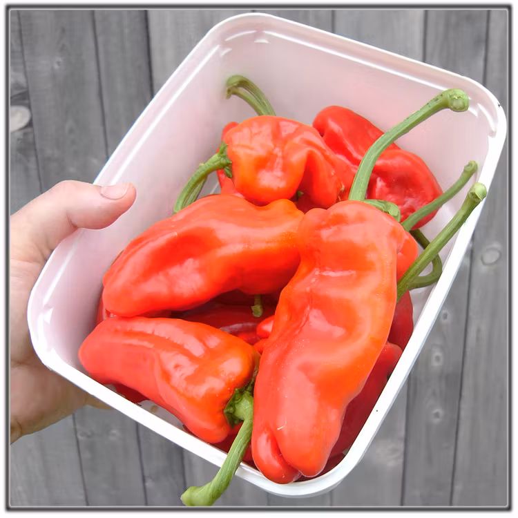 Fröer till Tapas-chili