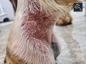 DERMILIT 100ML SPRAY