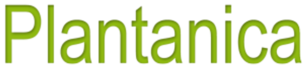 Plantanica