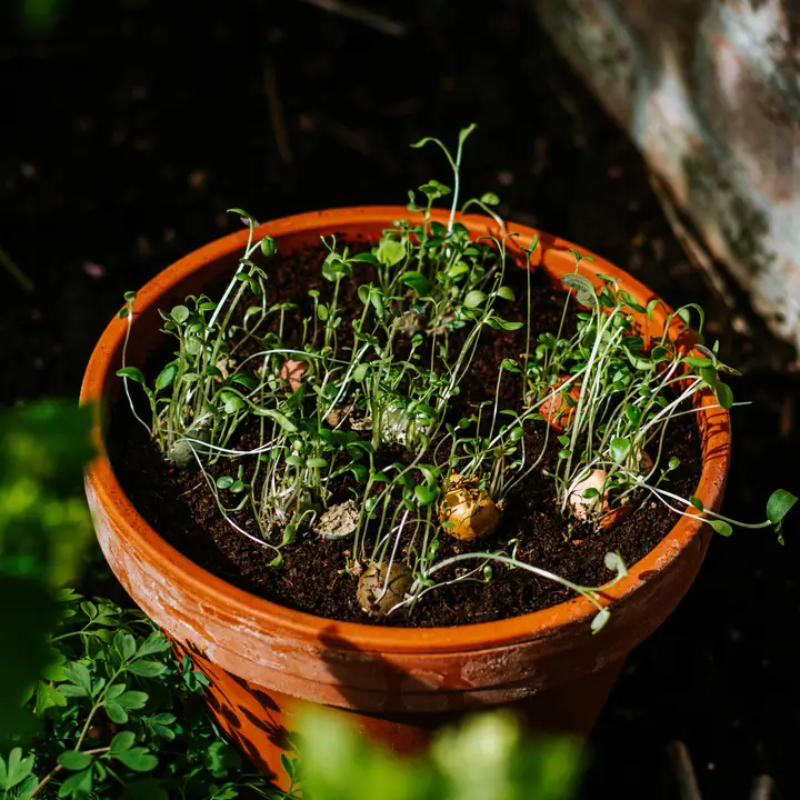 Presentask – Blommor till världens finaste mamma – 4 fröbomber