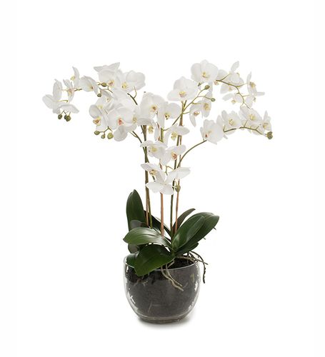 Phalaenopsis