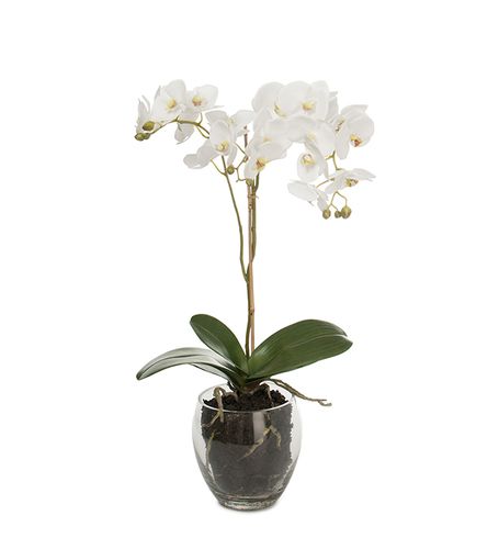 Phalaenopsis