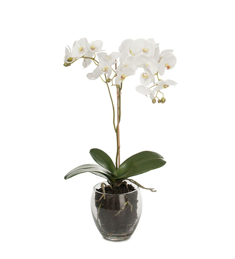 Phalaenopsis