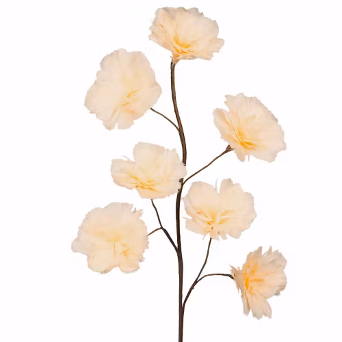 Kvist Fjäderblomma Aprikos 100cm 8 st. Förbeställning