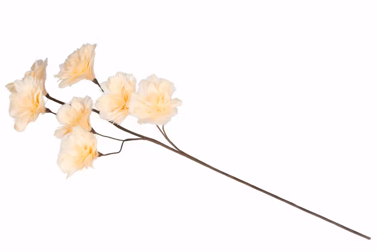 Kvist Fjäderblomma Aprikos 100cm 8 st. Förbeställning