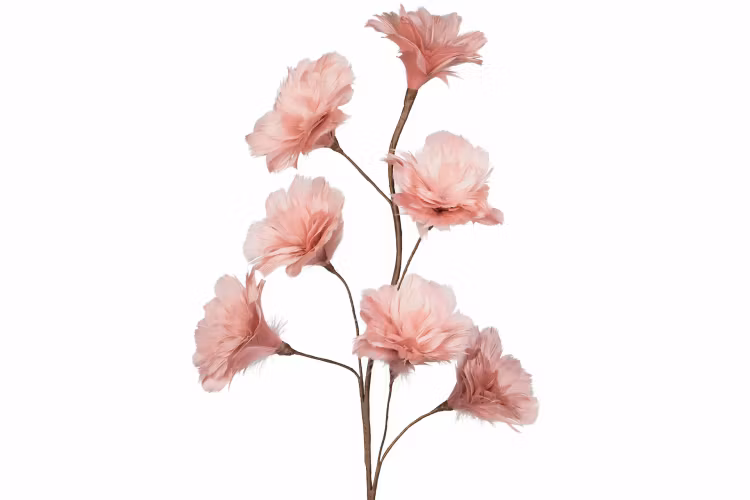 Kvist Fjäderblomma Gammelrosa 100cm 8 st. Förbeställning