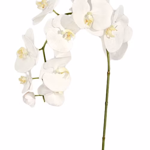 Phalaenopsis.