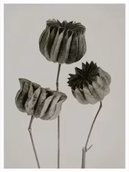 Art print Abutilon R E A