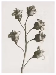 Art print Ribes nigrum R E A