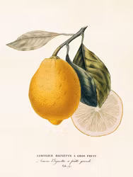 Poster Citron R E A