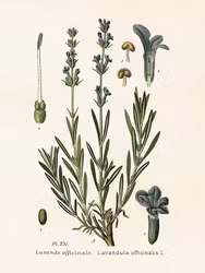 Poster Lavendel R E A