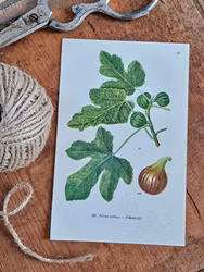 Vintage florablad