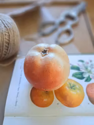Vintage sparbössa, Äpple