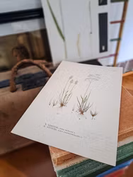 Vintage färglitografi, Vårtåtel och Vittåtel
