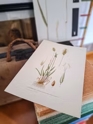 Vintage färglitografi, Vårbrodd
