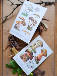 Vintage botaniska blad Svampar, 2 styck