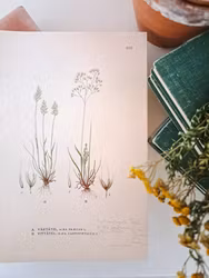 Färglitografiskt blad, Vårtåtel och Vittåtel